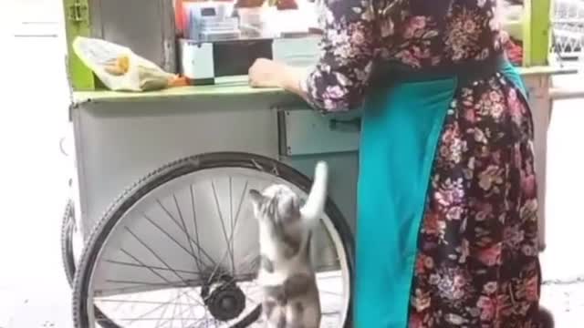 Little Cat Asking For Food | Adorable Pets