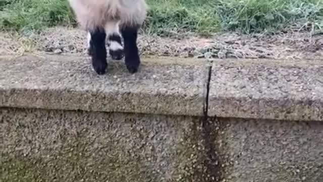 Pygmy Goat Frightens Off Feline