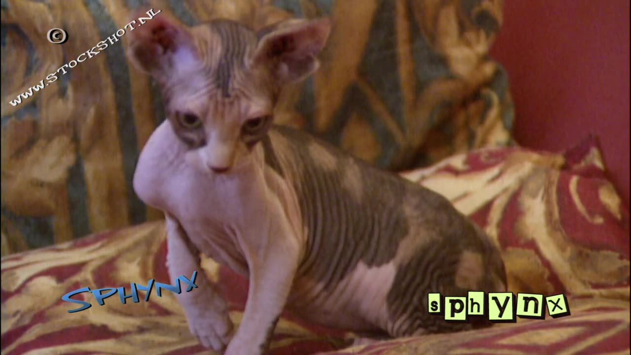 Gato esfinge, Sphinx dat