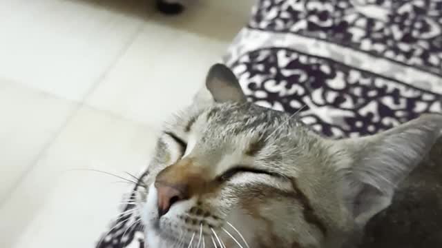 Kitten love from India...Feed ,Vaccinate and take care of your community Animals
