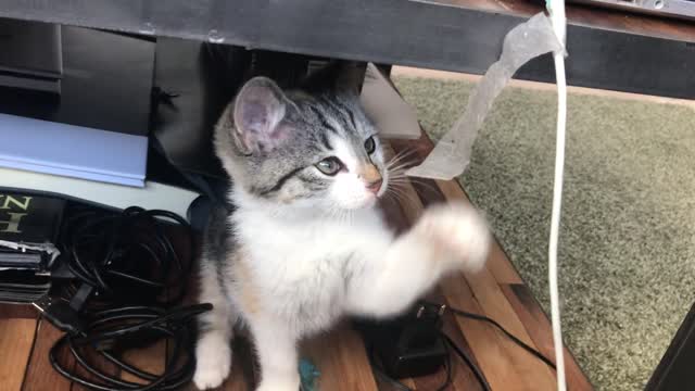 Kitten playing with duct tape.