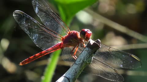 Macro Shot of Red Dragonfly
