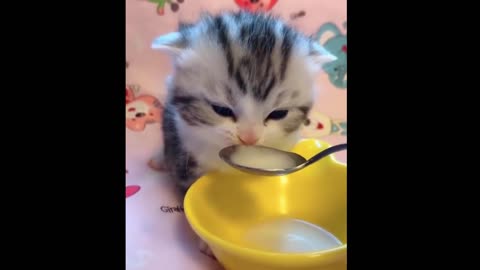 Cat Videos Cat Funny Videos Cat Cute Video 🥰🥰🥰