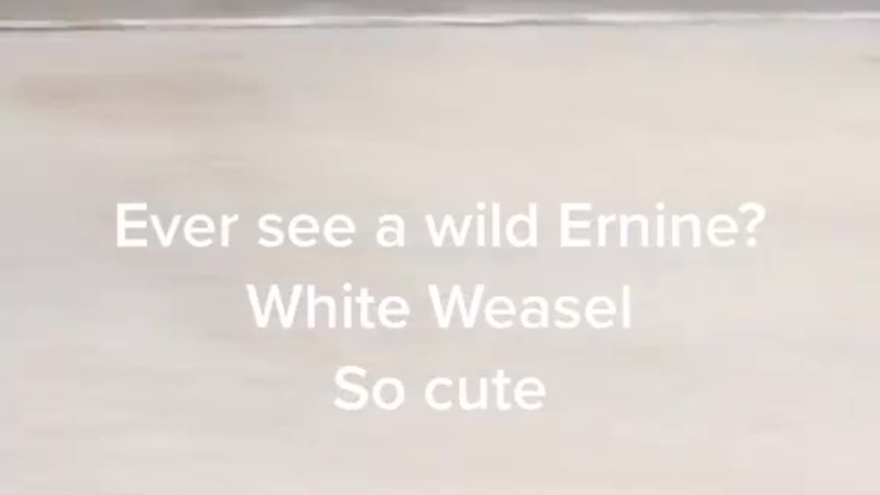 HAVE U EVER SEEN A WILD ERNINE WHITE WEASEL?