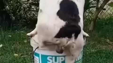 funny animals video😇😇
