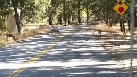 Deer passing by