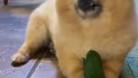 Adorable little puppy eating, cute pappy