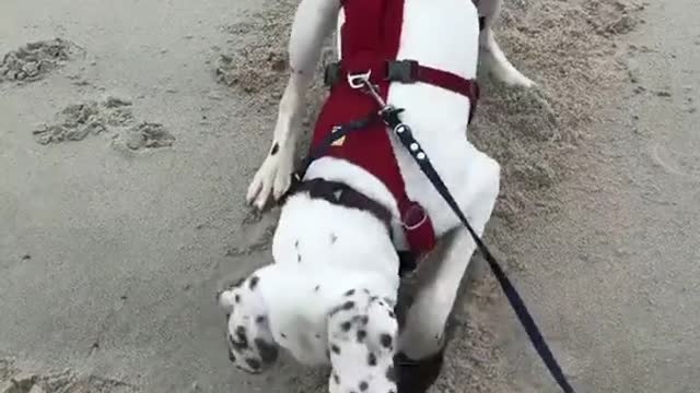 What My Dog Discovered After Digging For Long
