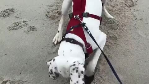 What My Dog Discovered After Digging For Long