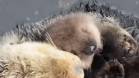 1 Day Old Sea Otter Trying to Sleep on Mom - Happy Time