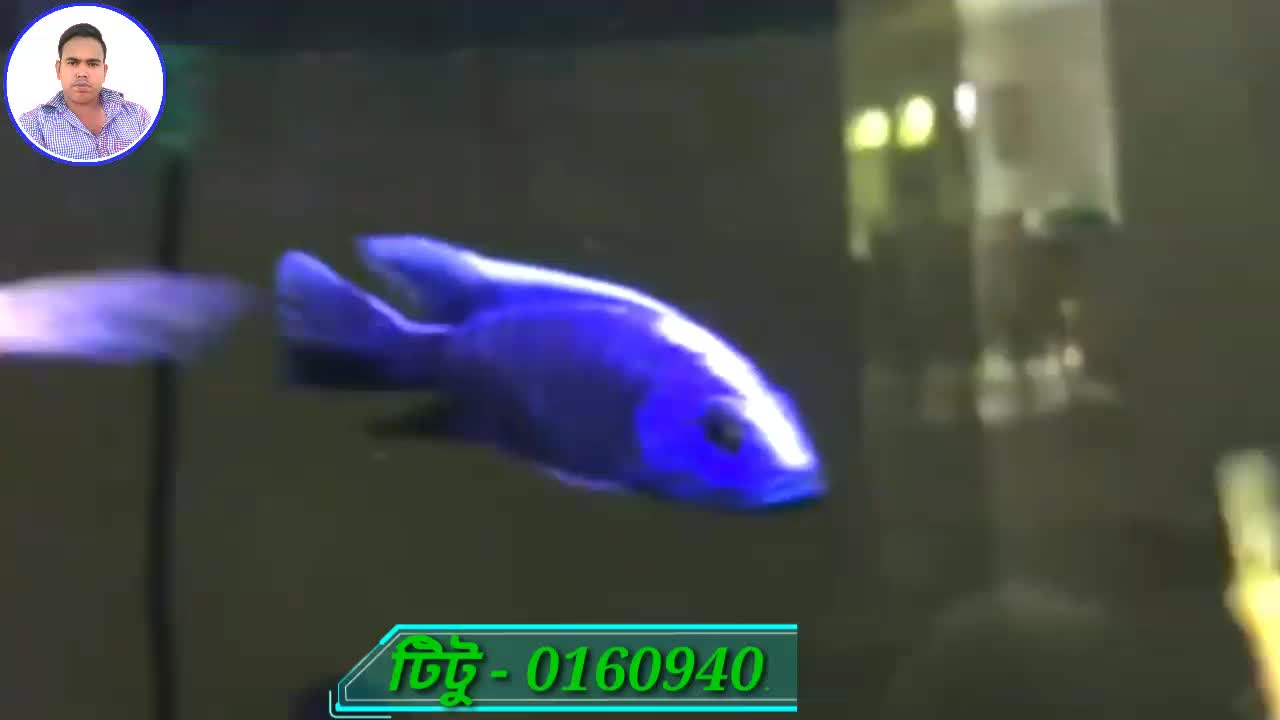 Aquarium fish