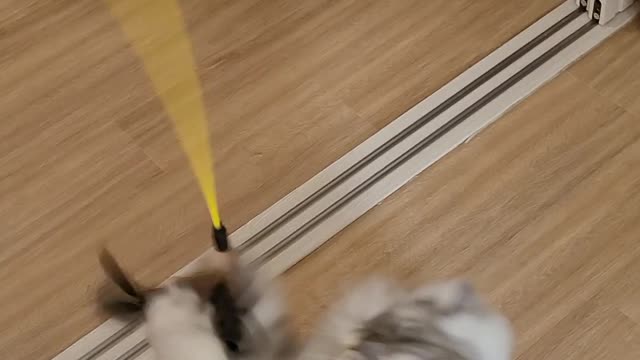 Persian Cat Playing With Toy ver.5