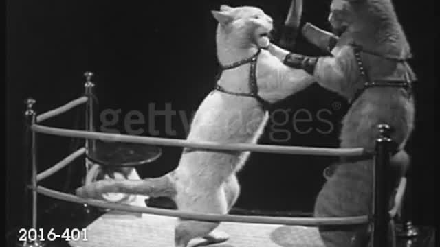 2 cats with gloves boxing in miniature boxing ring