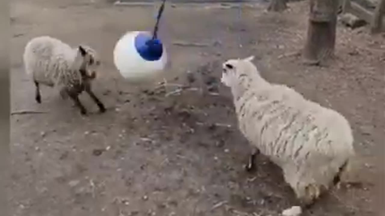 funny cat fights