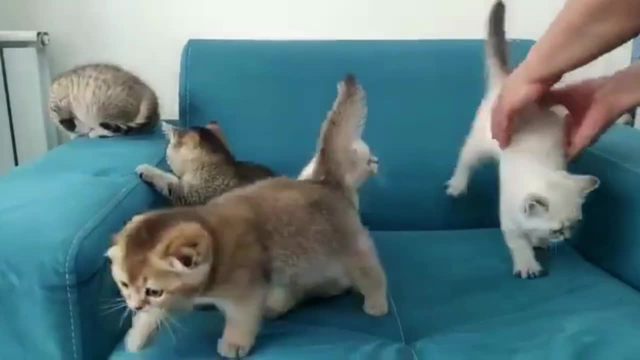 Adorable Kittens #1 - Funny Videos