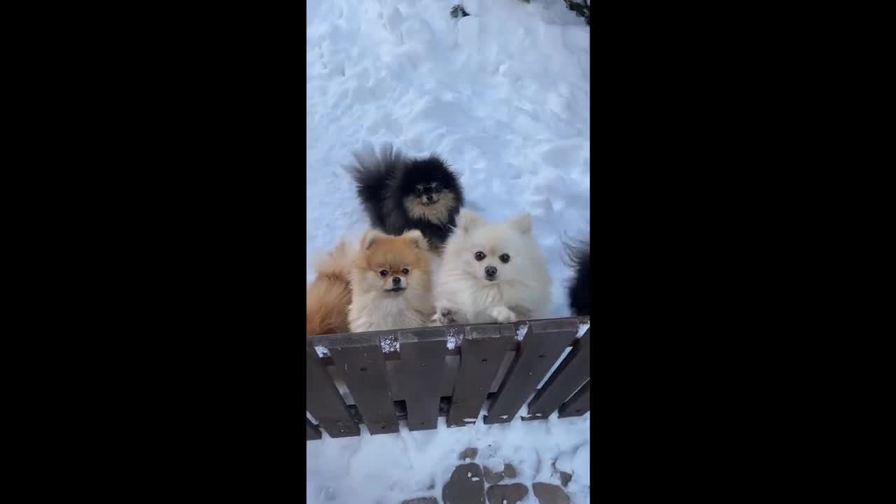 Cute and cuddly puppies fun-loving puppies adorable puppies 😍💖🐶