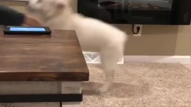 Puppy playing with little owner