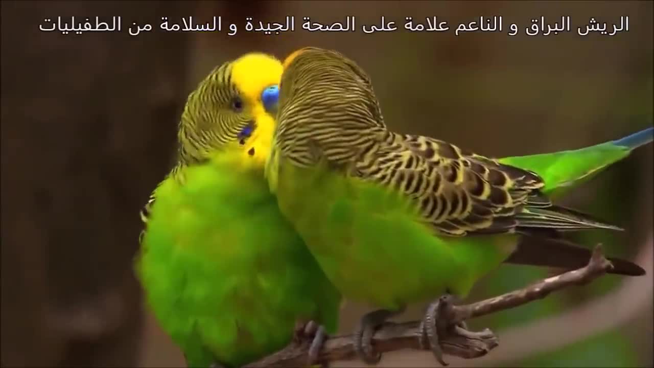 The budgie bird mating method and its romantic life and a sense of happiness