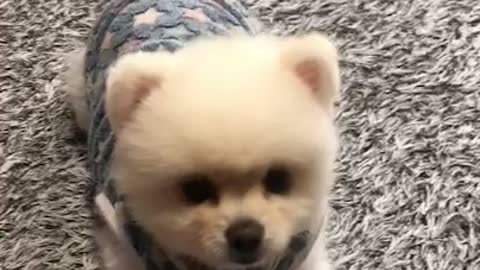 Pomeranian, a cute puppy that trains well