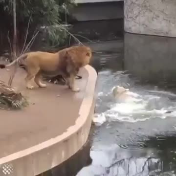 Great lion fallen into water- try to stop laughing