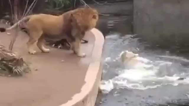 Great lion fallen into water- try to stop laughing