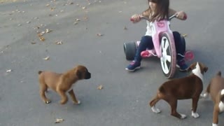 Phoenix Ridge Boxers, pups chasing Big Wheel!