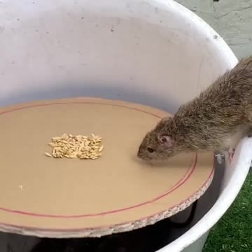 Awesome mousetrap ideas from plastic and cardboard buckets#mousetrap #rattrap #shorts