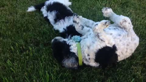 Black and white dogs flop around on green grass