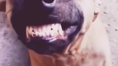 Hilarious dog laughing(India)