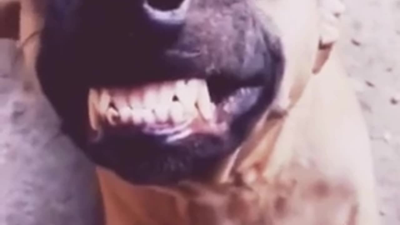 Hilarious dog laughing(India)