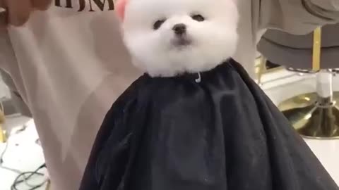 Funny cute dogs video