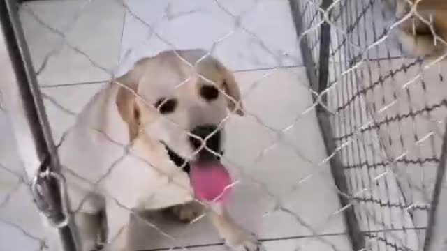 A husky who drinks water in a basin