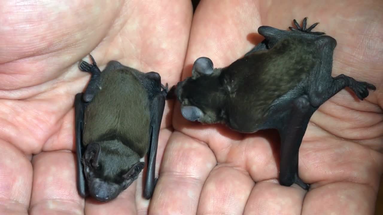 bat cubs in human hands