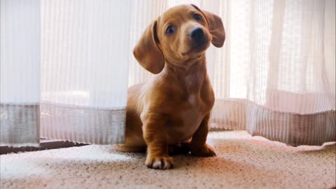 moriras de amor con este perrito