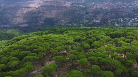 Most beautiful Forest - heather deep in forest