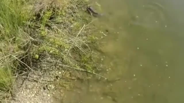 Fish 🐟 wants to kill him self must watch 😱