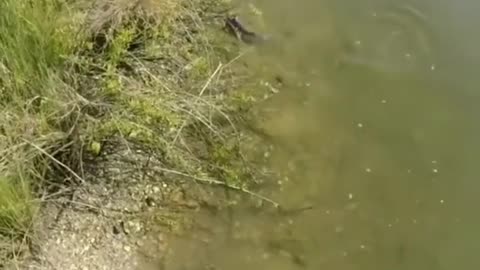 Fish 🐟 wants to kill him self must watch 😱