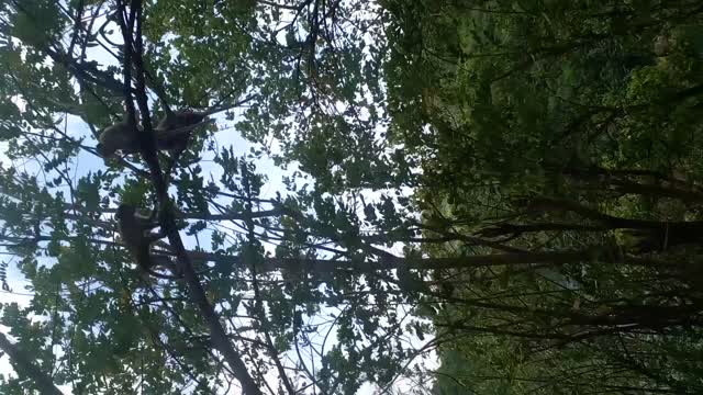 monkey