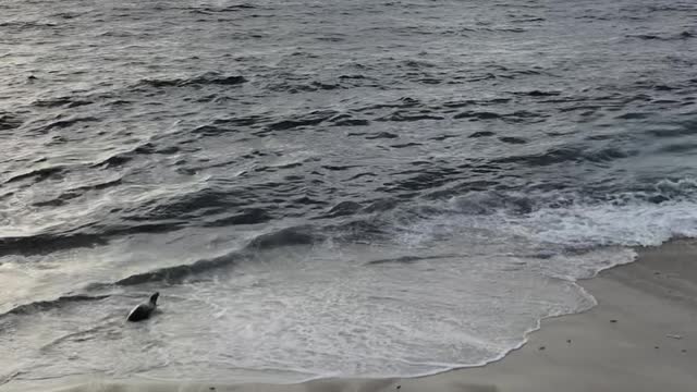 La Jolla sea lion #2