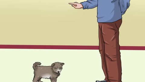 Potty Train a Puppy