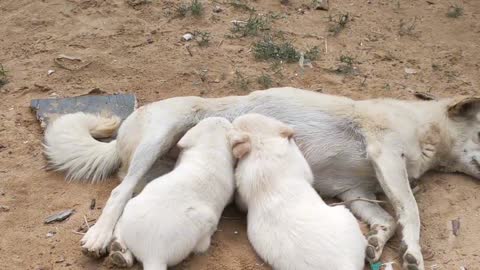 5 dogs rushed to eat dog food, while the other 2 pestered their mothers