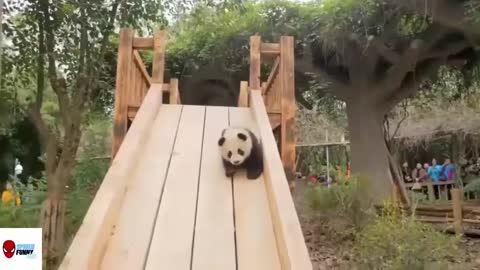 Cute panda