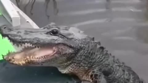 Crocodile funny moment.