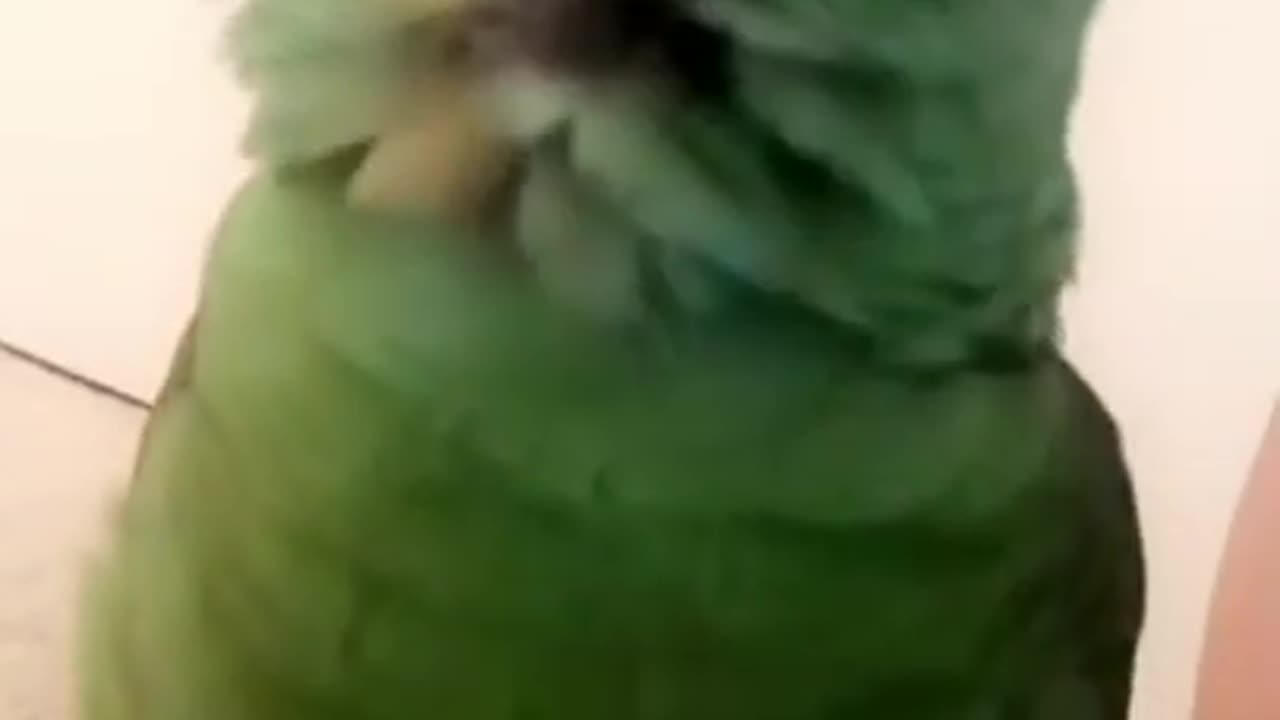 Hillarious Parrot Cracking Up