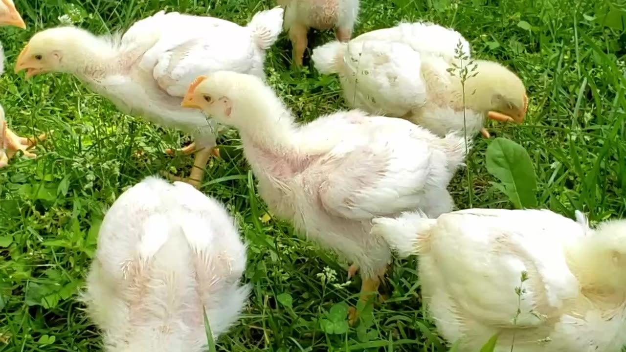 Happy Chicks: First Time on Fresh Grass!