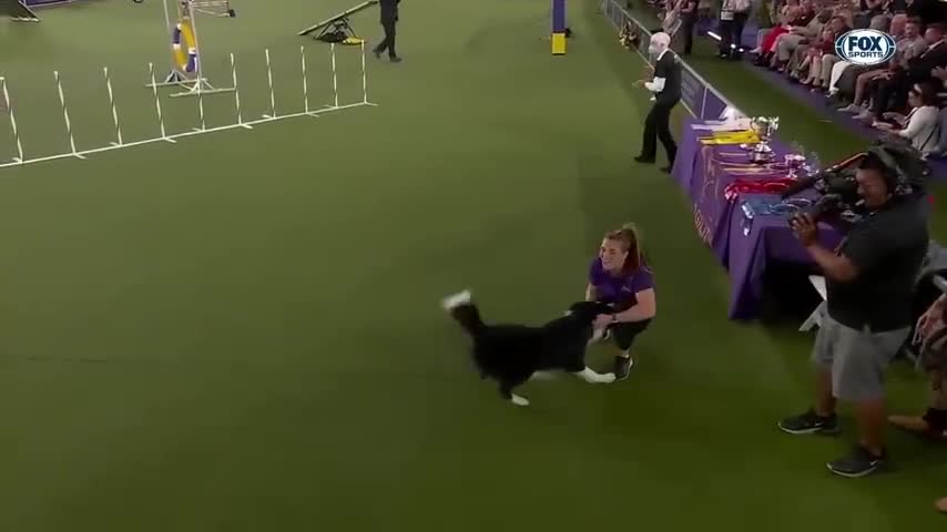 Best of 2022 Masters Agility Championships from Westminster Kennel Club | FOX Sports