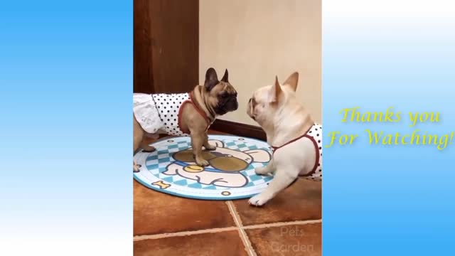 Funny Moment | Funny Puppies Enjoying ...