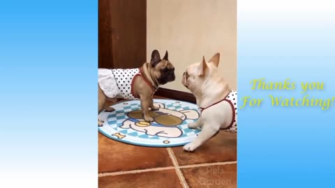 Funny Moment | Funny Puppies Enjoying ...