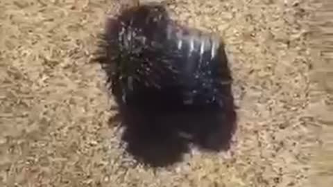 BANNED VIDEO - GRAPHENE OXIDE - SPRAYED ON BEACHES - THOUGHTS?