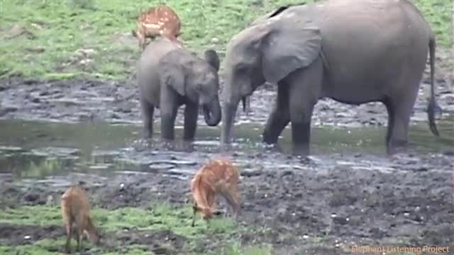 Forest Elephants sort out some Sitatunga